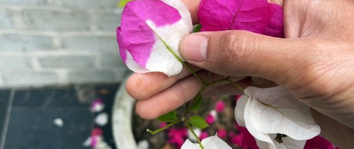 Jak wyhodować 5 kolorowych kwiatów na jednym krzaku