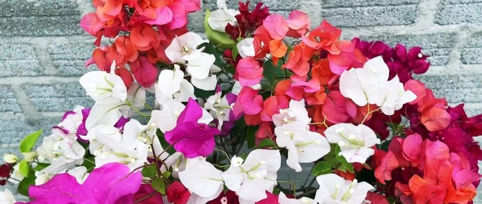 How to grow 5 colorful flowers on one bush