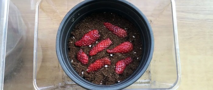 Hoe aardbeien uit zaden te laten groeien