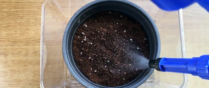 Como cultivar morangos a partir de sementes