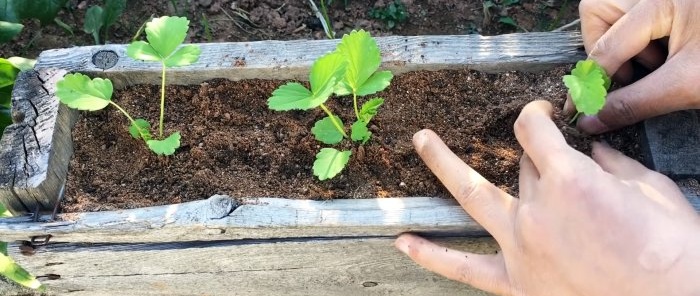 Jak pěstovat jahody ze semen