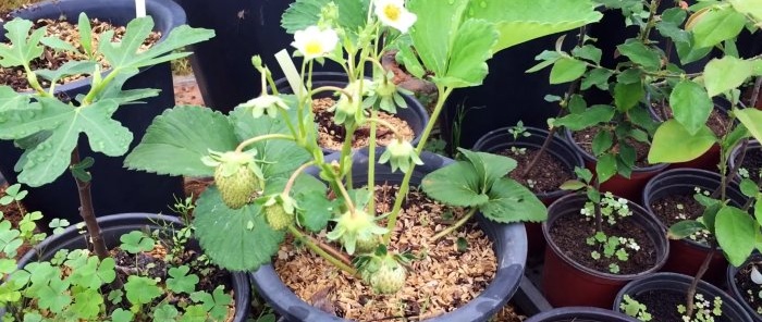 איך לגדל תותים מזרעים