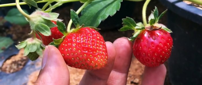 Cara menanam strawberi dari biji