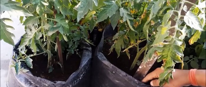 Kako uzgojiti rajčice iz kupovnih Metoda za one koji nemaju vrt