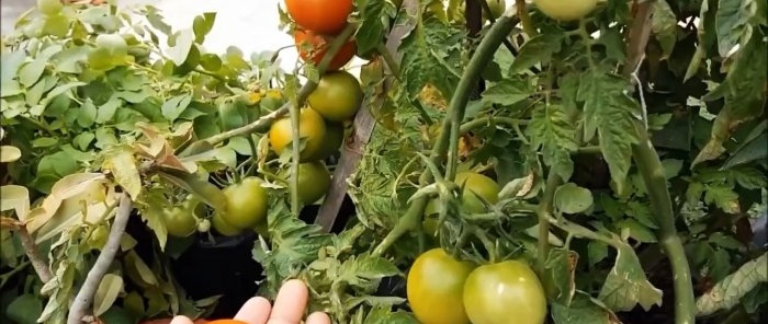 Hur man odlar tomater från butiksköpta En metod för dig som inte har en trädgård