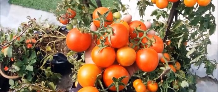 Ako pestovať paradajky z rajčiakov z obchodu Metóda pre tých, ktorí nemajú záhradu