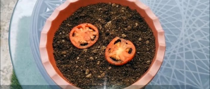 Cara menanam tomato dari yang dibeli di kedai Kaedah untuk mereka yang tidak mempunyai kebun