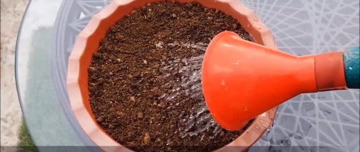 Wie man Tomaten aus im Laden gekauften anbaut Eine Methode für diejenigen, die keinen Garten haben
