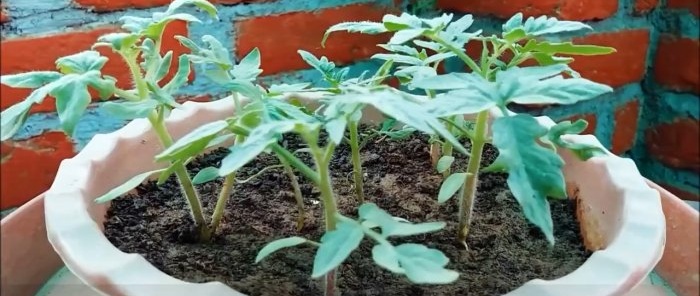 Ako pestovať paradajky z rajčiakov z obchodu Metóda pre tých, ktorí nemajú záhradu