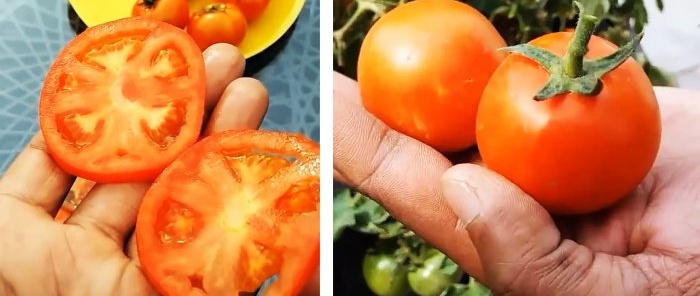 Hvordan dyrke tomater fra butikk-kjøpte En metode for de som ikke har hage