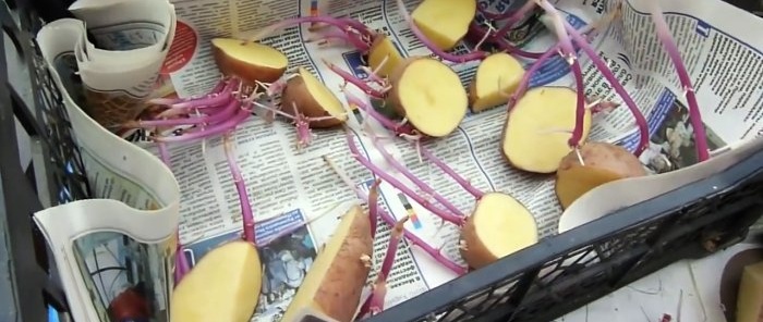 Un enfocament científic per al cultiu de patates augmenta el rendiment en 2 o més vegades sense costos addicionals