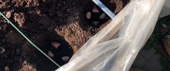 Zinātniskā pieeja kartupeļu audzēšanai palielina ražu 2 vai vairāk reizes bez papildu izmaksām