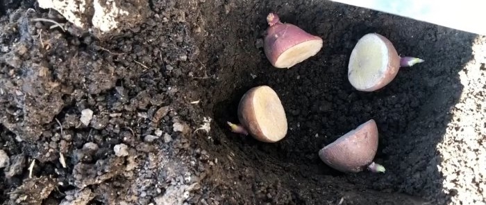 Uma abordagem científica para o cultivo de batatas aumenta o rendimento em 2 ou mais vezes sem custos adicionais