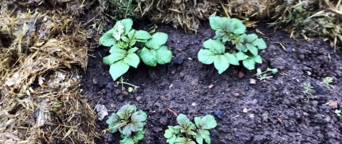 Uma abordagem científica para o cultivo de batatas aumenta o rendimento em 2 ou mais vezes sem custos adicionais