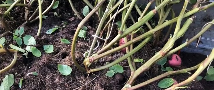 Uma abordagem científica para o cultivo de batatas aumenta o rendimento em 2 ou mais vezes sem custos adicionais