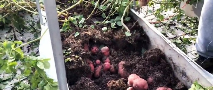 Un enfocament científic per al cultiu de patates augmenta el rendiment en 2 o més vegades sense costos addicionals