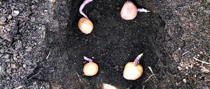 A scientific approach to growing potatoes increases yield by 2 or more times without additional costs
