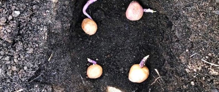 Uma abordagem científica para o cultivo de batatas aumenta o rendimento em 2 ou mais vezes sem custos adicionais