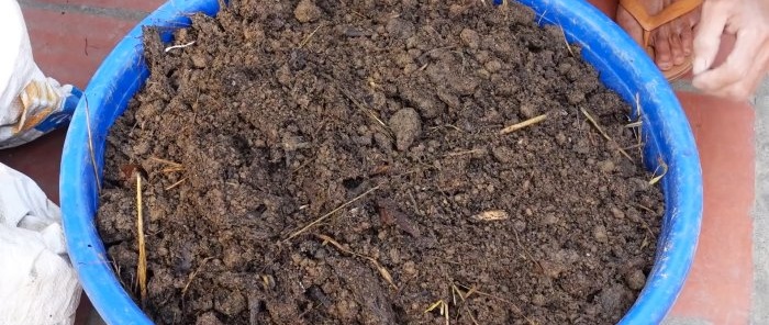 An unexpected way to grow potatoes in bags Without a plot and even on the balcony