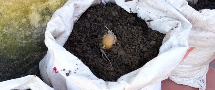 Eine unerwartete Art, Kartoffeln in Säcken ohne Grundstück und sogar auf dem Balkon anzubauen