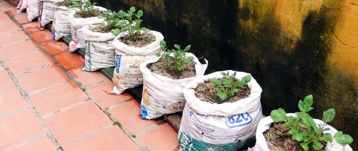 Una forma inesperada de cultivar patatas en bolsas. Sin parcela e incluso en el balcón.