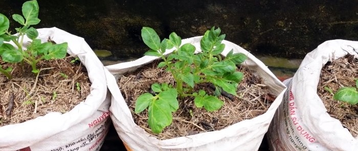 Ett oväntat sätt att odla potatis i påsar Utan tomt och även på balkongen