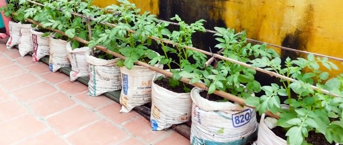 Una forma inesperada de cultivar patatas en bolsas. Sin parcela e incluso en el balcón.
