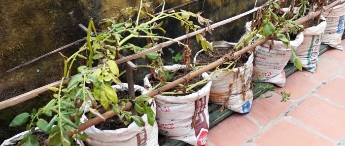 Váratlan módja a burgonya zsákos termesztésének Telek nélkül és akár az erkélyen is