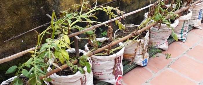 Eine unerwartete Art, Kartoffeln in Säcken ohne Grundstück und sogar auf dem Balkon anzubauen