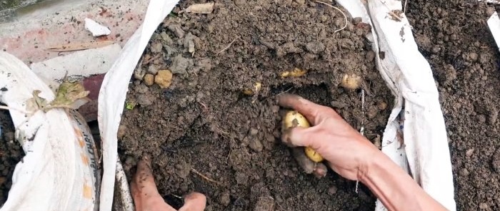 Ett oväntat sätt att odla potatis i påsar Utan tomt och även på balkongen