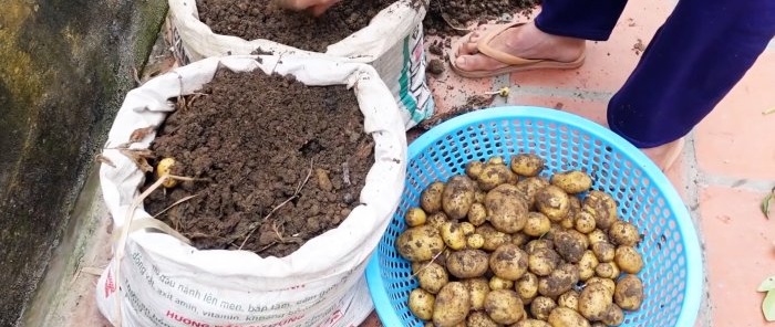 Una forma inesperada de cultivar patatas en bolsas. Sin parcela e incluso en el balcón.