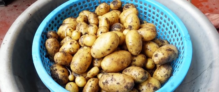 An unexpected way to grow potatoes in bags Without a plot and even on the balcony