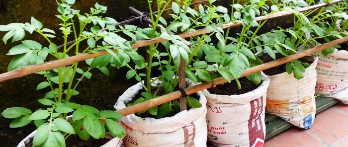 Váratlan módja a burgonya zsákos termesztésének Telek nélkül és akár az erkélyen is