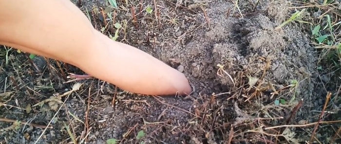 Råd fra en erfaren agronom om hvordan du kan myke opp jorda for en rik høst