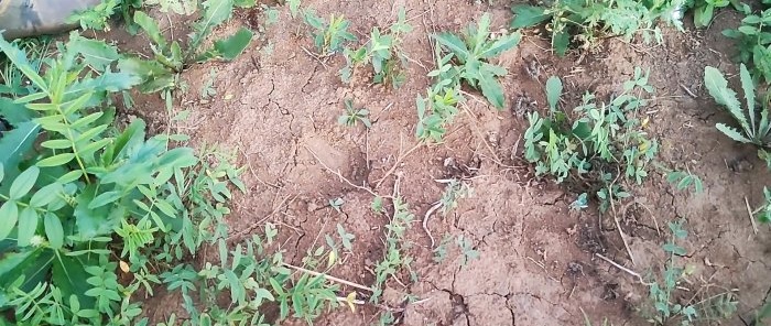 Rady doświadczonego agronoma, jak zmiękczyć glebę, aby uzyskać obfite zbiory