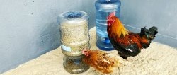 Cómo hacer un bebedero y comedero automático “de larga duración” para aves a partir de botellas de PET