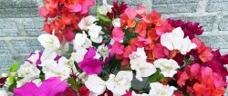 How to grow 5 colorful flowers on one bush. The neighbors will be jealous