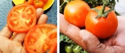 Wie man Tomaten aus im Laden gekauften anbaut. Eine Methode für diejenigen, die keinen Garten haben
