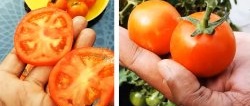 Bagaimana untuk menanam tomato dari yang dibeli di kedai. Kaedah untuk mereka yang tidak mempunyai kebun