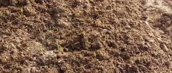 Ratschläge eines erfahrenen Agronomen: Wie man den Boden für eine reiche Ernte aufweicht