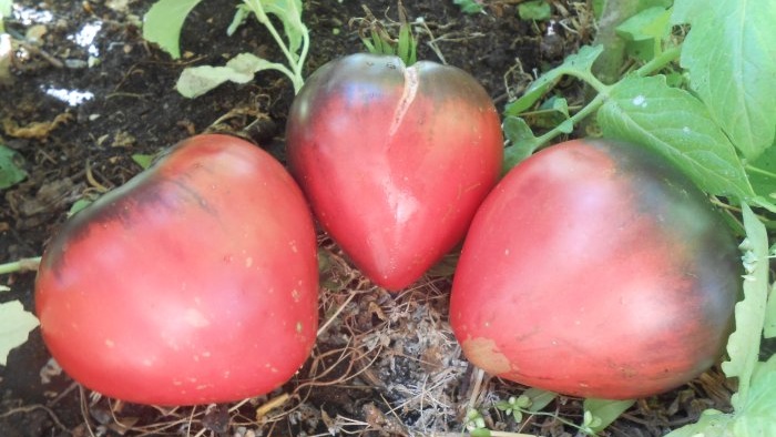 Come preparare un fertilizzante per il pomodoro prima della semina che darà immediatamente forza e crescita