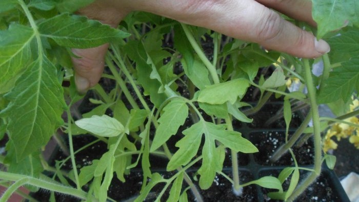 Come preparare un fertilizzante per il pomodoro prima della semina che darà immediatamente forza e crescita