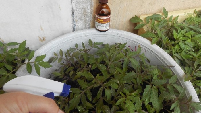 Jak przygotować nawóz do pomidorów przed sadzeniem, który natychmiast doda siły i wzrostu