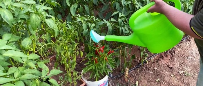 Efektívny záhradný zavlažovač vyrobený z PP rúr a PET fliaš