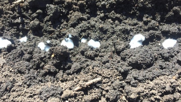 5 výhod výsevu mrkve v pastě vám pomůže zapomenout na suchou metodu