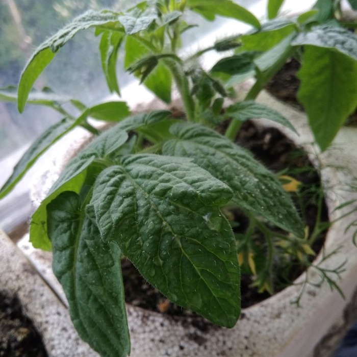 Come preparare un fertilizzante per il pomodoro prima della semina che darà immediatamente forza e crescita