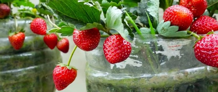 אין צורך בחלקה איך לגדל תותים בבקבוקי PET