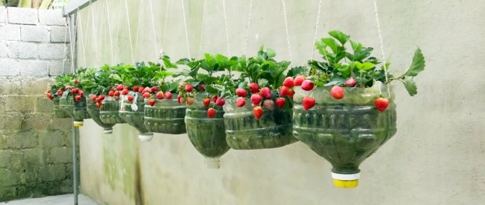 No se necesita trama Cómo cultivar fresas en botellas de PET