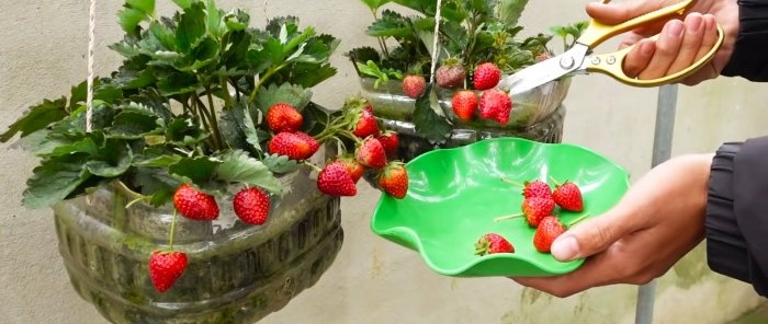 No se necesita trama Cómo cultivar fresas en botellas de PET