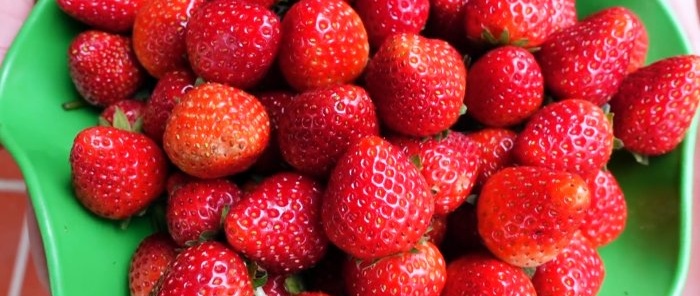 Aucune parcelle nécessaire Comment faire pousser des fraises en bouteilles PET